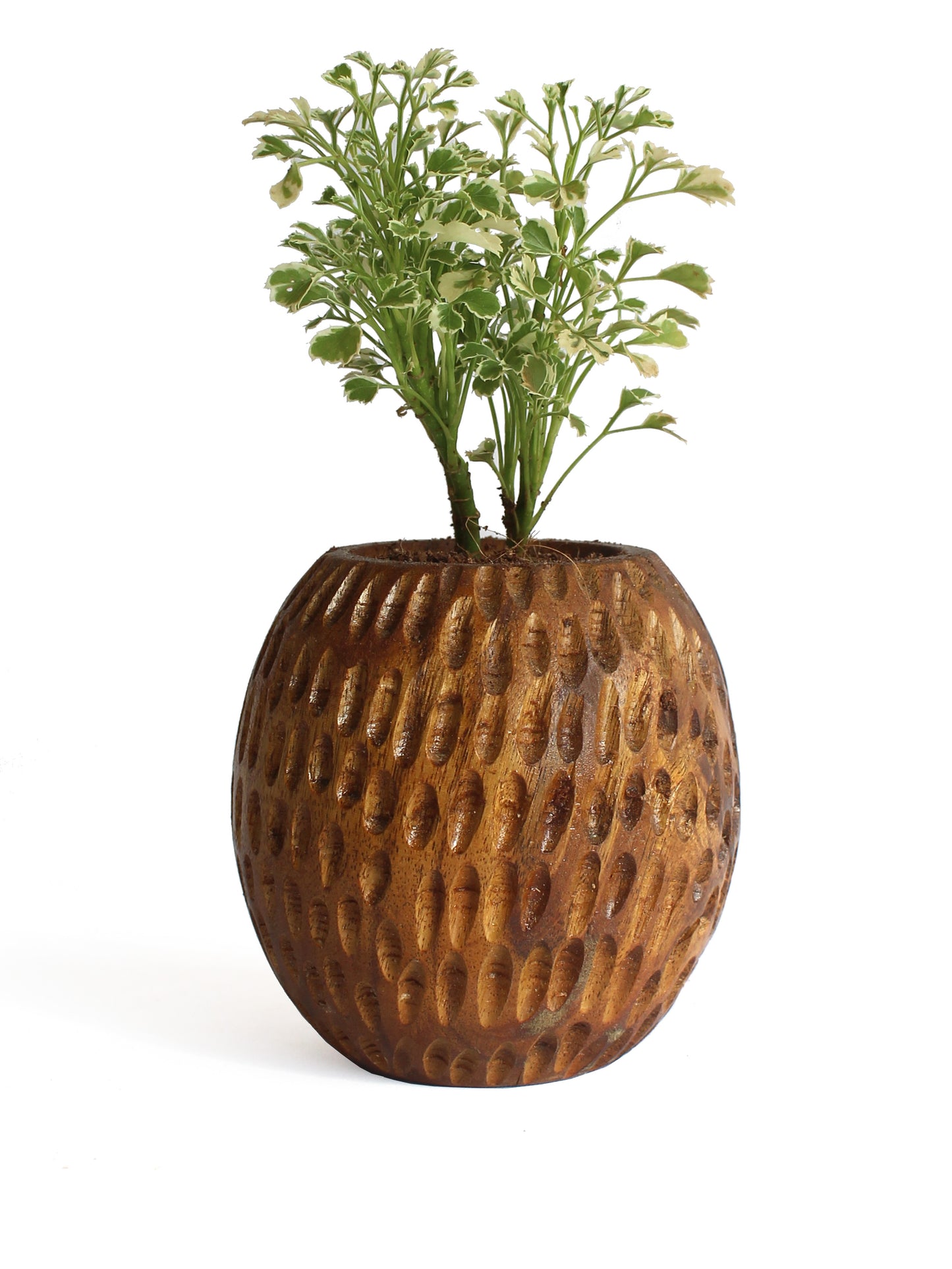 Carved Spherical Planter - Studio Indigene